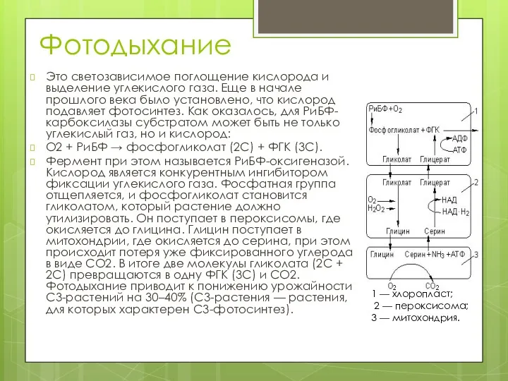 Фотодыхание Это светозависимое поглощение кислорода и выделение углекислого газа. Еще