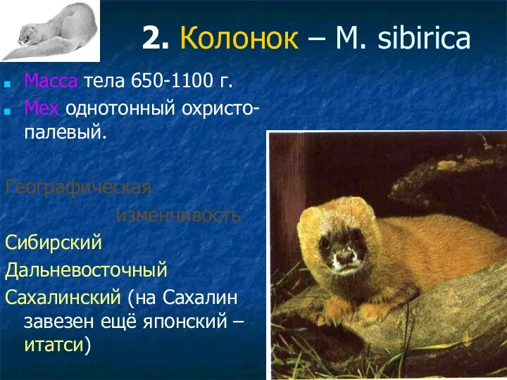 2. Колонок – M. sibirica Масса тела 650-1100 г. Мех