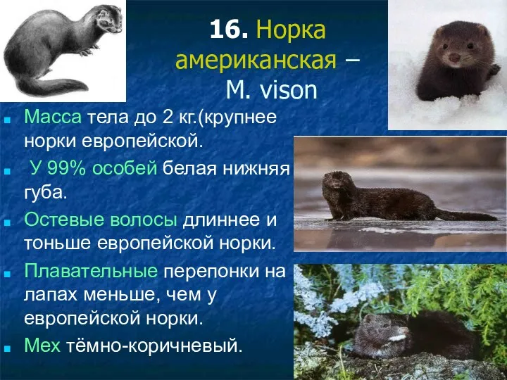 16. Норка американская – M. vison Масса тела до 2