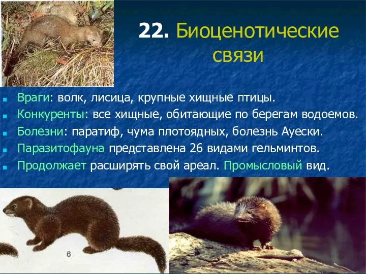 22. Биоценотические связи Враги: волк, лисица, крупные хищные птицы. Конкуренты: