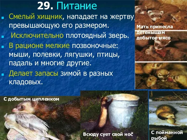 29. Питание Смелый хищник, нападает на жертву, превышающую его размером.