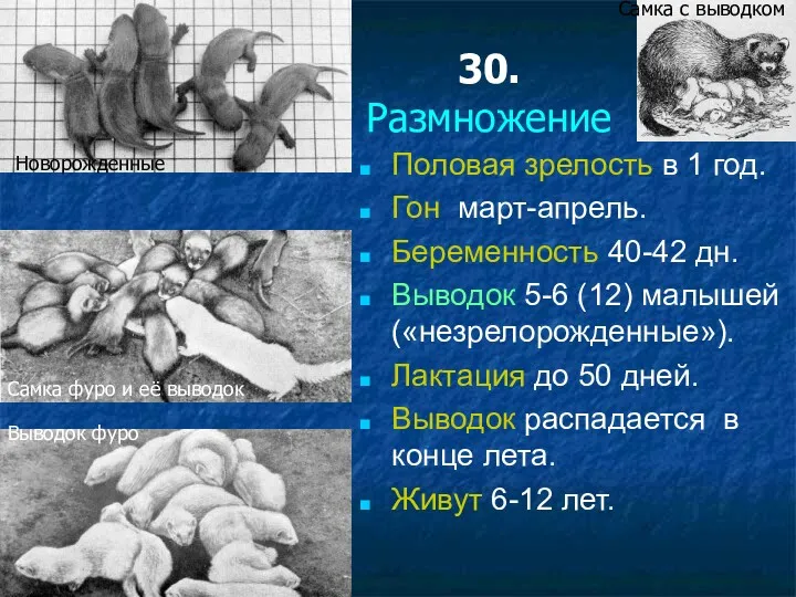 30. Размножение Половая зрелость в 1 год. Гон март-апрель. Беременность