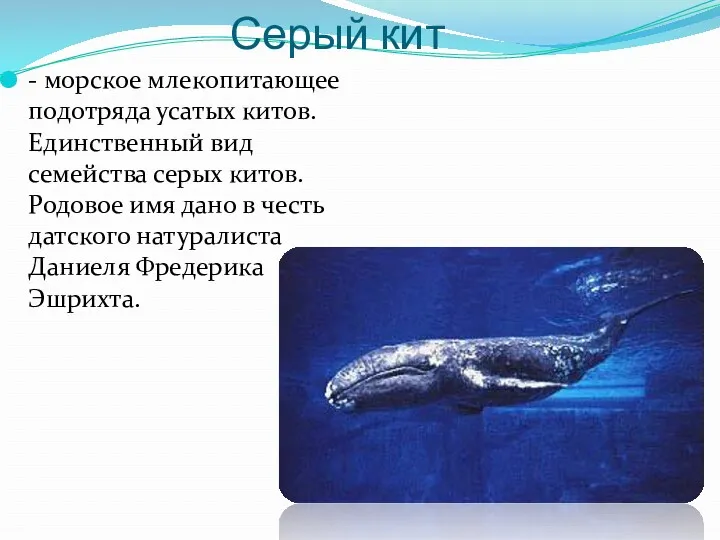 Серый кит - морское млекопитающее подотряда усатых китов. Единственный вид семейства серых китов.