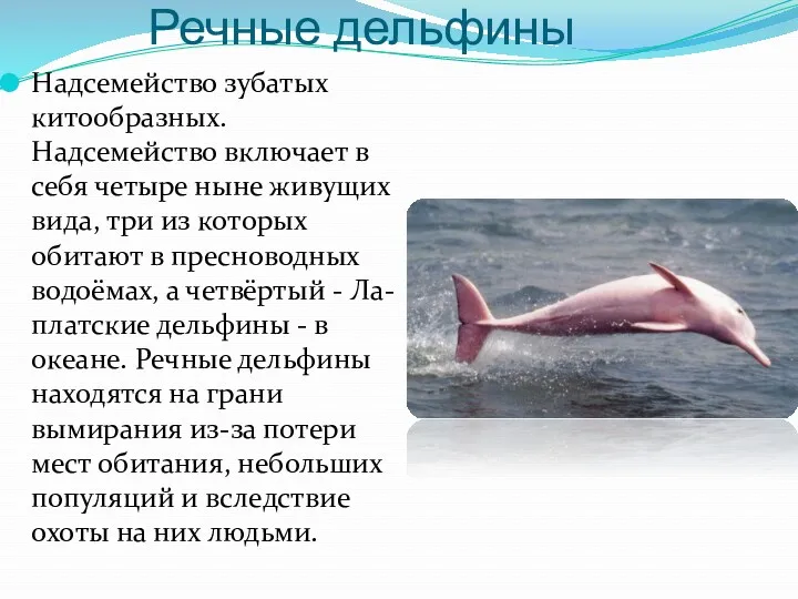 Речные дельфины Надсемейство зубатых китообразных. Надсемейство включает в себя четыре ныне живущих вида,