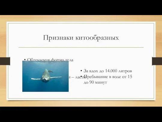 Признаки китообразных Обтекаемая форма тела Гладкая кожа Нет кожных желез Передние конечности –