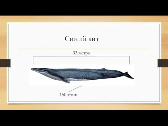 Синий кит 33 метра 150 тонн