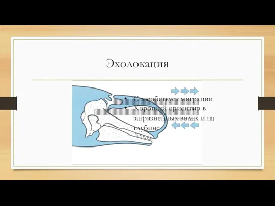 Эхолокация Способствует миграции Хороший ориентир в загрязненных водах и на глубине