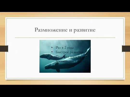 Размножение и развитие Раз в 2 года Быстрое развитие Половая зрелость достигается в 4-6 лет