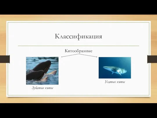 Классификация Китообразные Зубатые киты Усатые киты