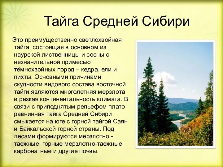 Тайга Средней Сибири Это преимущественно светлохвойная тайга, состоящая в основном из наурской лиственницы