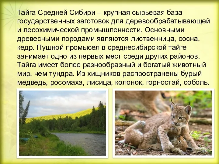 Тайга Средней Сибири – крупная сырьевая база государственных заготовок для деревообрабатывающей и лесохимической