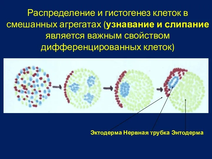 Распределение и гистогенез клеток в смешанных агрегатах (узнавание и слипание