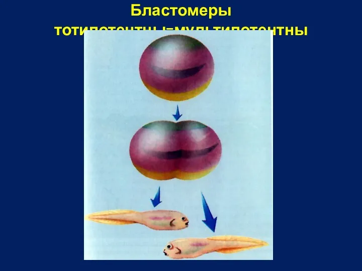 Бластомеры тотипотентны=мультипотентны