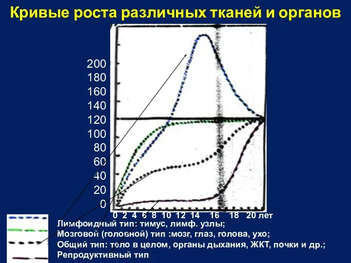 Кривые роста различных тканей и органов 200 180 160 140