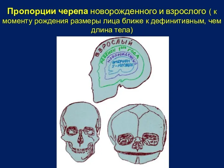 Пропорции черепа новорожденного и взрослого ( к моменту рождения размеры