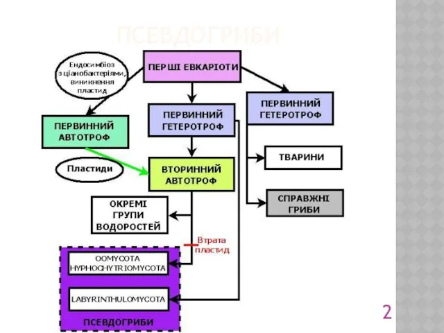 ПСЕВДОГРИБИ