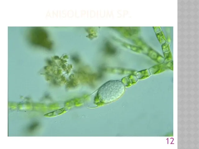 ANISOLPIDIUM SP.