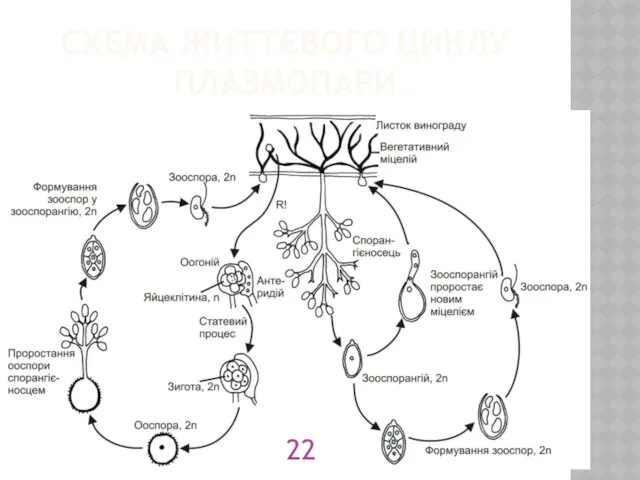 СХЕМА ЖИТТЄВОГО ЦИКЛУ ПЛАЗМОПАРИ
