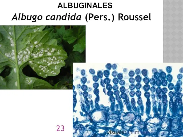 Albugo candida (Pers.) Roussel ALBUGINALES
