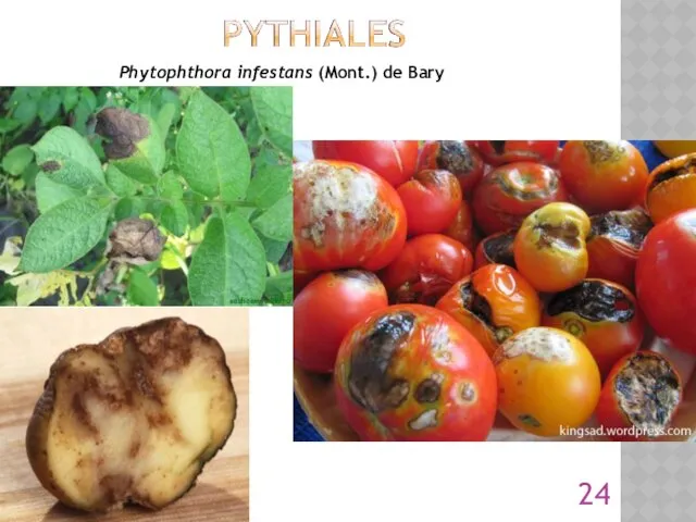 Phytophthora infestans (Mont.) de Bary