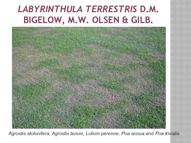 LABYRINTHULA TERRESTRIS D.M. BIGELOW, M.W. OLSEN & GILB. Agrostis stolonifera,