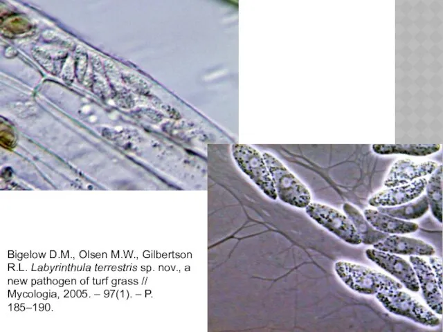 Bigelow D.M., Olsen M.W., Gilbertson R.L. Labyrinthula terrestris sp. nov.,