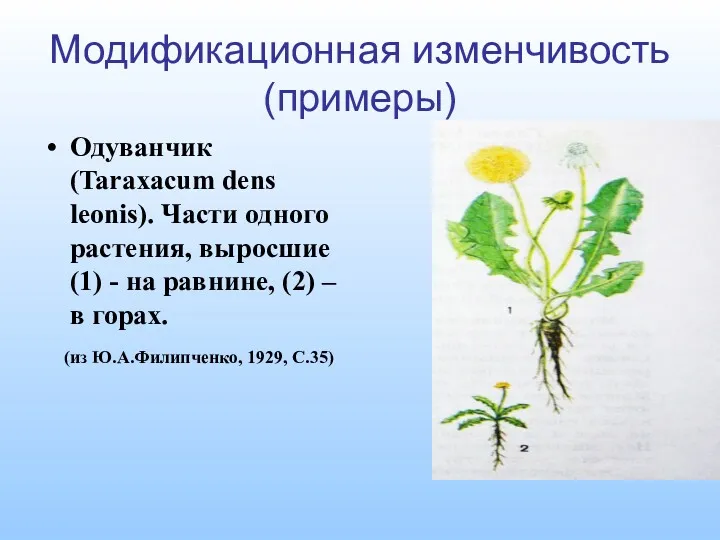Модификационная изменчивость (примеры) Одуванчик (Taraxacum dens leonis). Части одного растения,