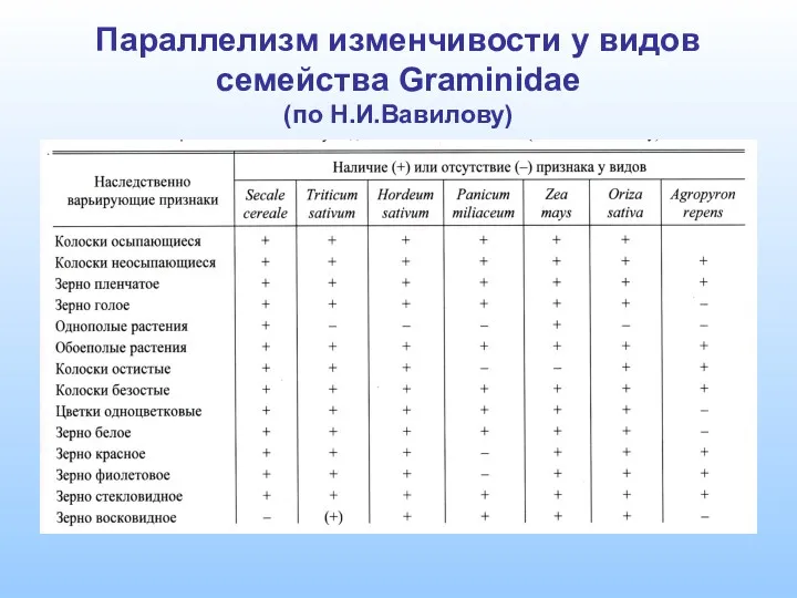 Параллелизм изменчивости у видов семейства Graminidae (по Н.И.Вавилову)