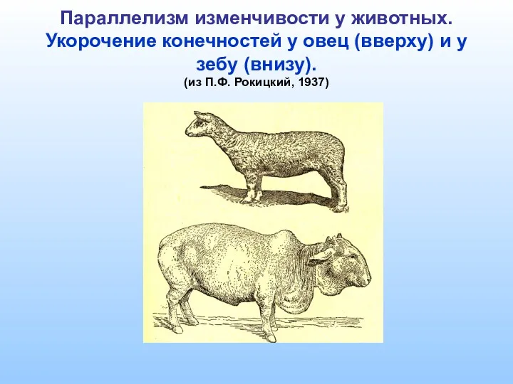 Параллелизм изменчивости у животных. Укорочение конечностей у овец (вверху) и