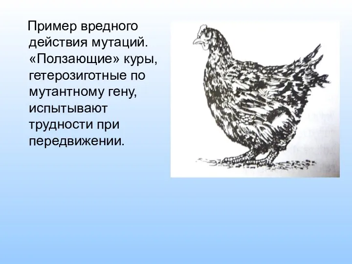 Пример вредного действия мутаций. «Ползающие» куры, гетерозиготные по мутантному гену, испытывают трудности при передвижении.