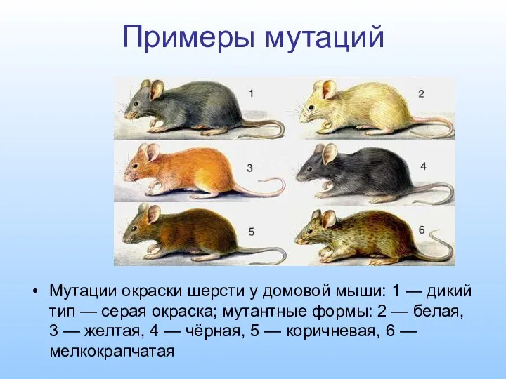 Примеры мутаций Мутации окраски шерсти у домовой мыши: 1 —