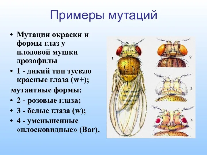 Примеры мутаций Мутации окраски и формы глаз у плодовой мушки