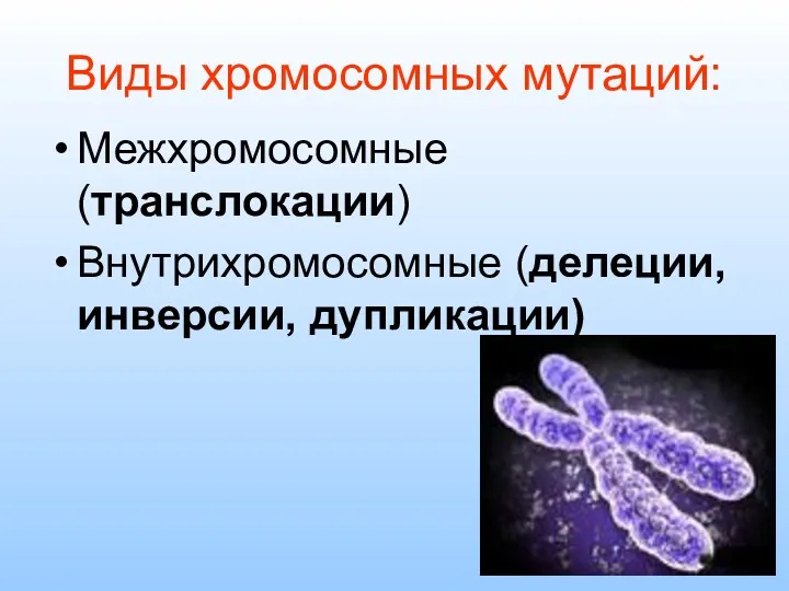 Виды хромосомных мутаций: Межхромосомные (транслокации) Внутрихромосомные (делеции, инверсии, дупликации)