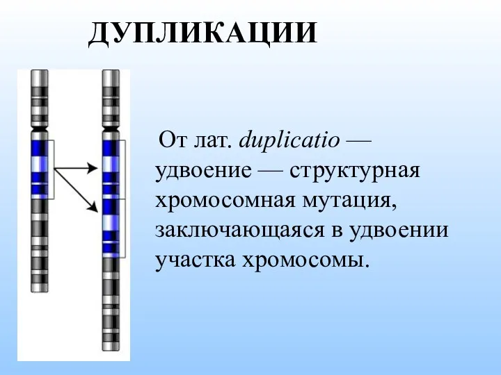 ДУПЛИКАЦИИ От лат. duplicatio — удвоение — структурная хромосомная мутация, заключающаяся в удвоении участка хромосомы.