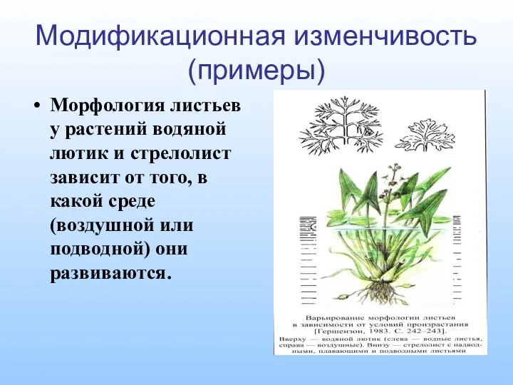 Модификационная изменчивость (примеры) Морфология листьев у растений водяной лютик и