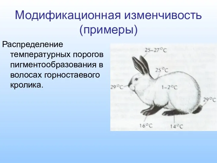 Модификационная изменчивость (примеры) Распределение температурных порогов пигментообразования в волосах горностаевого кролика.