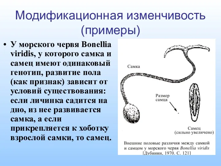 Модификационная изменчивость (примеры) У морского червя Bonellia viridis, у которого