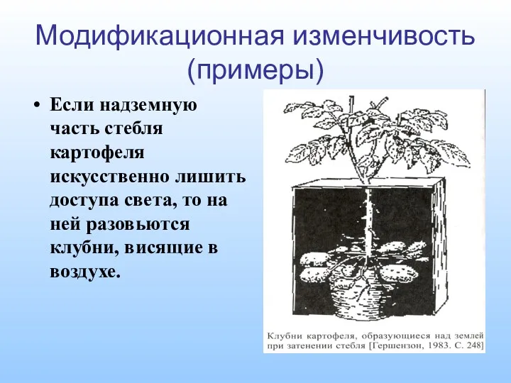 Модификационная изменчивость (примеры) Если надземную часть стебля картофеля искусственно лишить