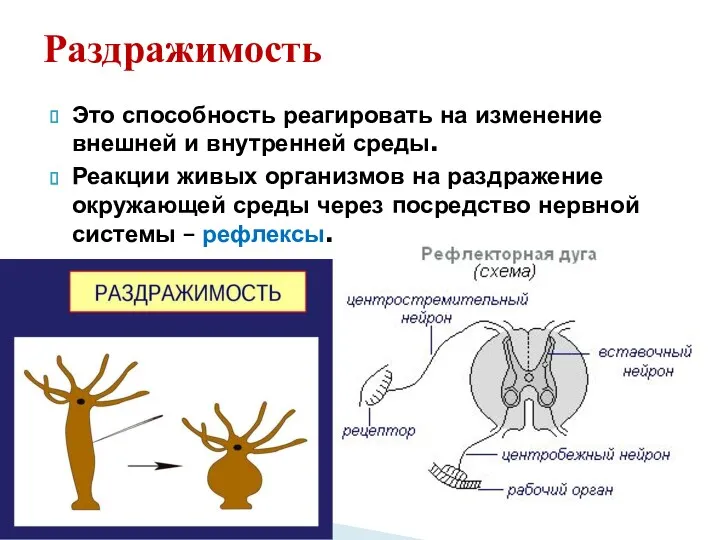 Раздражимость Это способность реагировать на изменение внешней и внутренней среды.