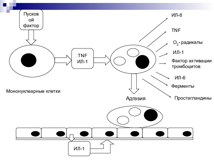 Адгезия ИЛ-8 TNF О2- радикалы ИЛ-1 Фактор активации тромбоцитов ИЛ-6
