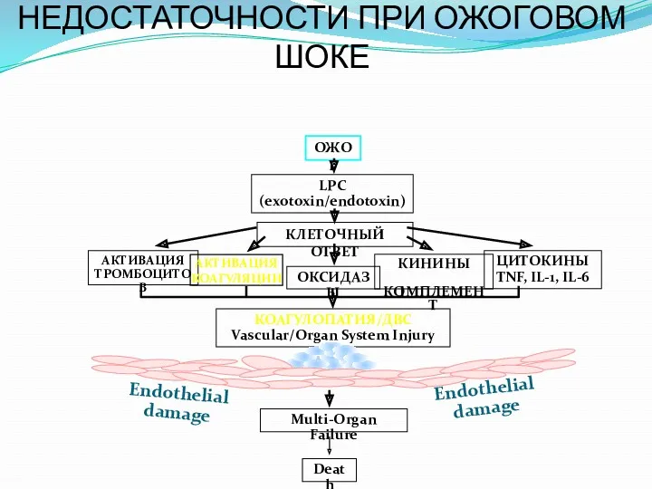 ПАТОГЕНЕЗ ПОЛИОРГАННОЙ НЕДОСТАТОЧНОСТИ ПРИ ОЖОГОВОМ ШОКЕ ОЖОГ LPC (exotoxin/endotoxin) КЛЕТОЧНЫЙ