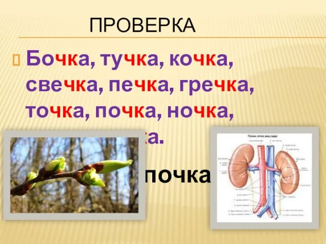 ПРОВЕРКА Бочка, тучка, кочка, свечка, печка, гречка, точка, почка, ночка, дочка, речка. почка