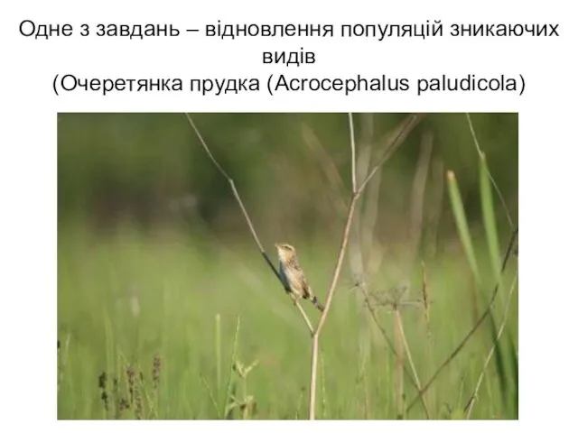 Одне з завдань – відновлення популяцій зникаючих видів (Очеретянка прудка (Acrocephalus paludicola)