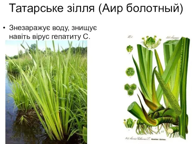 Татарське зілля (Аир болотный) Знезаражує воду, знищує навіть вірус гепатиту С.