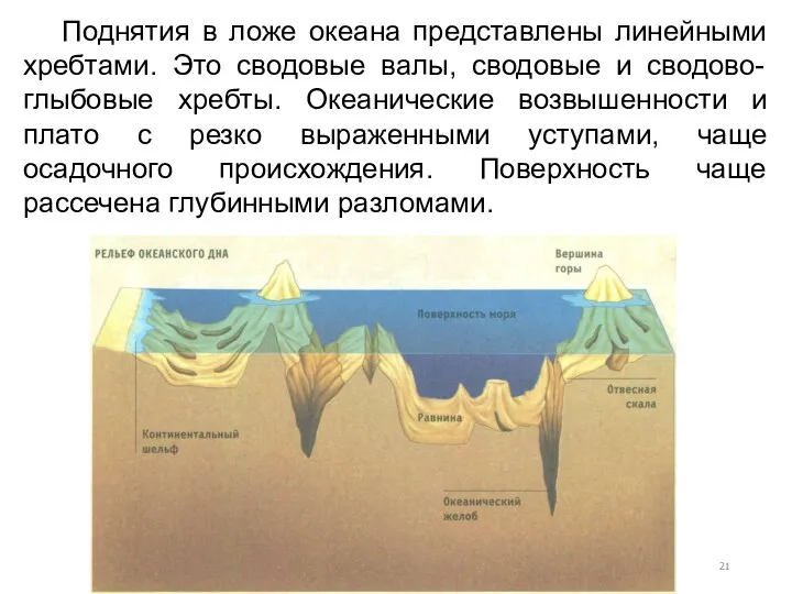 Поднятия в ложе океана представлены линейными хребтами. Это сводовые валы,