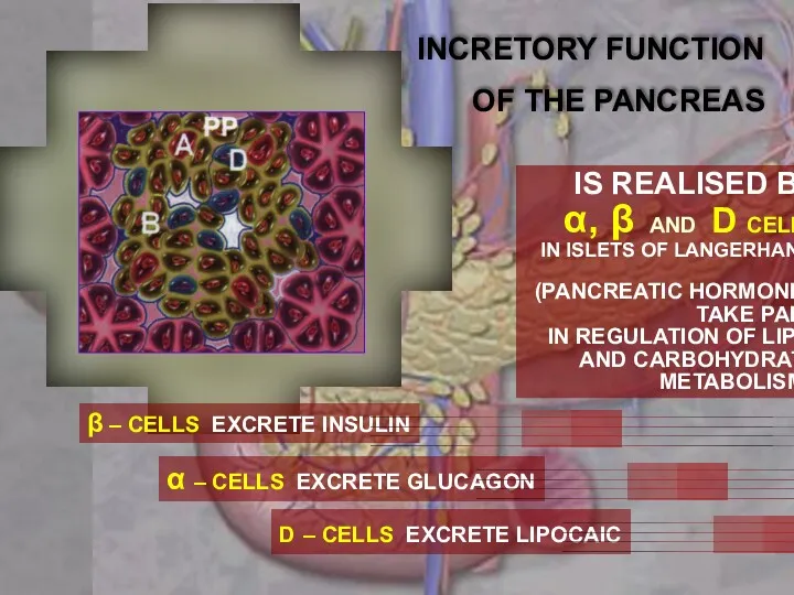 β – CELLS EXCRETE INSULIN α – CELLS EXCRETE GLUCAGON