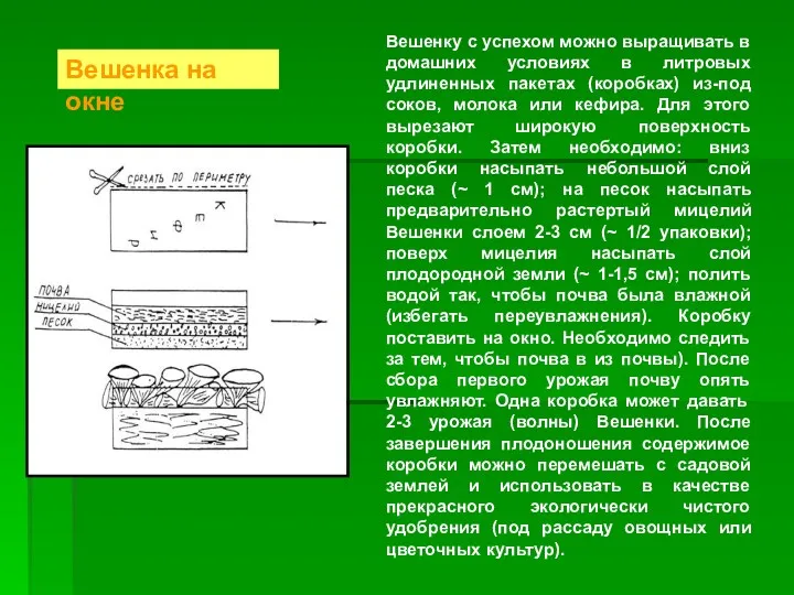 Вешенку с успехом можно выращивать в домашних условиях в литровых