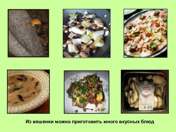 Из вешенки можно приготовить много вкусных блюд