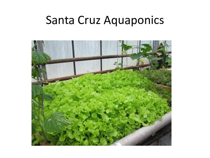 Santa Cruz Aquaponics