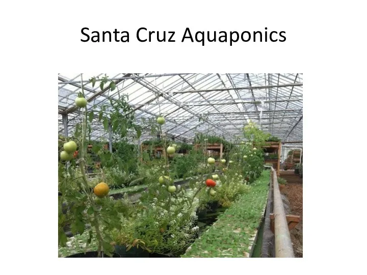 Santa Cruz Aquaponics